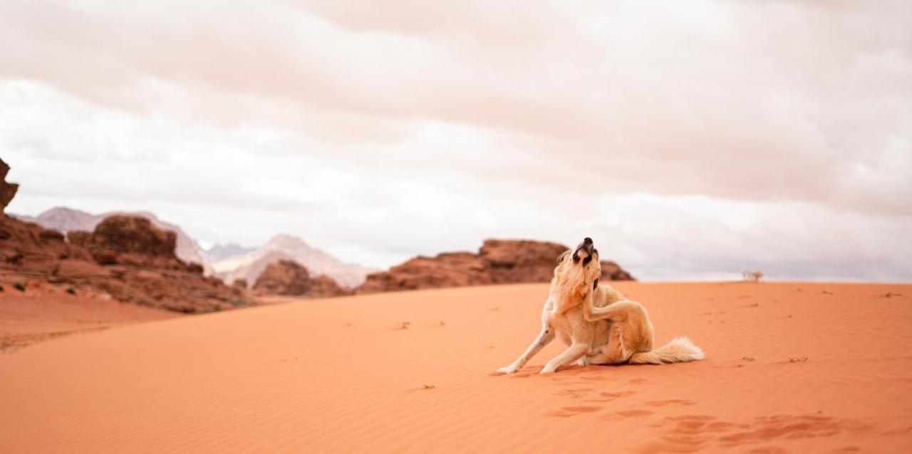 Stars Life Camp-Tour Hotel Wadi Rum Exterior foto